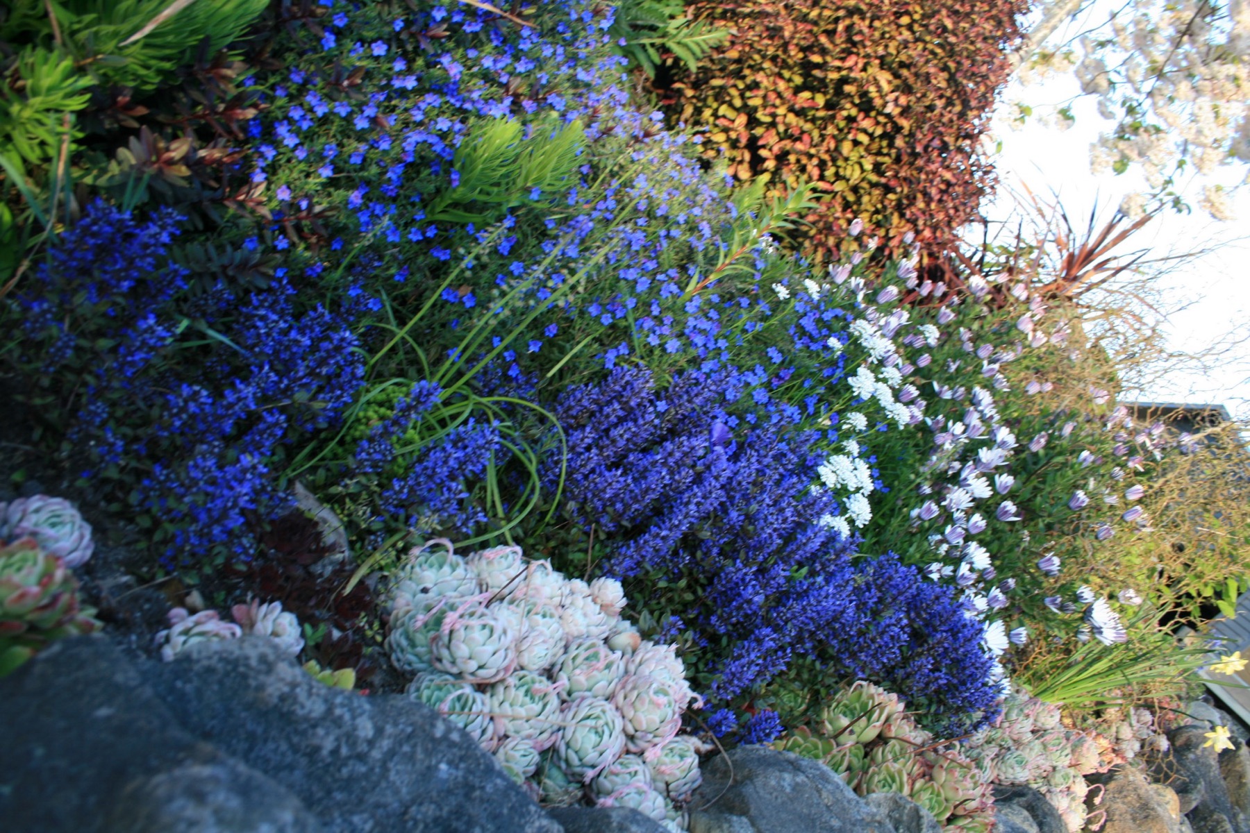 Tall blue delphiniums
