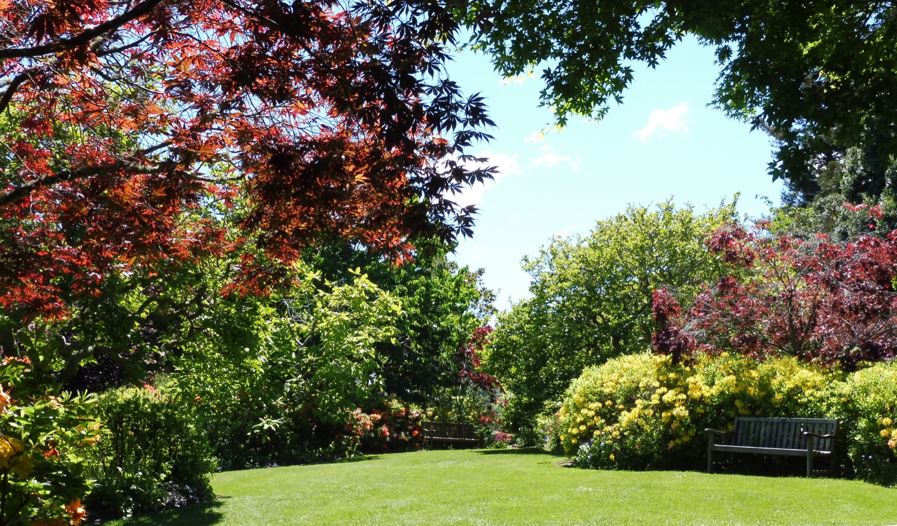 A spring garden scene with red maple and golden azaleas