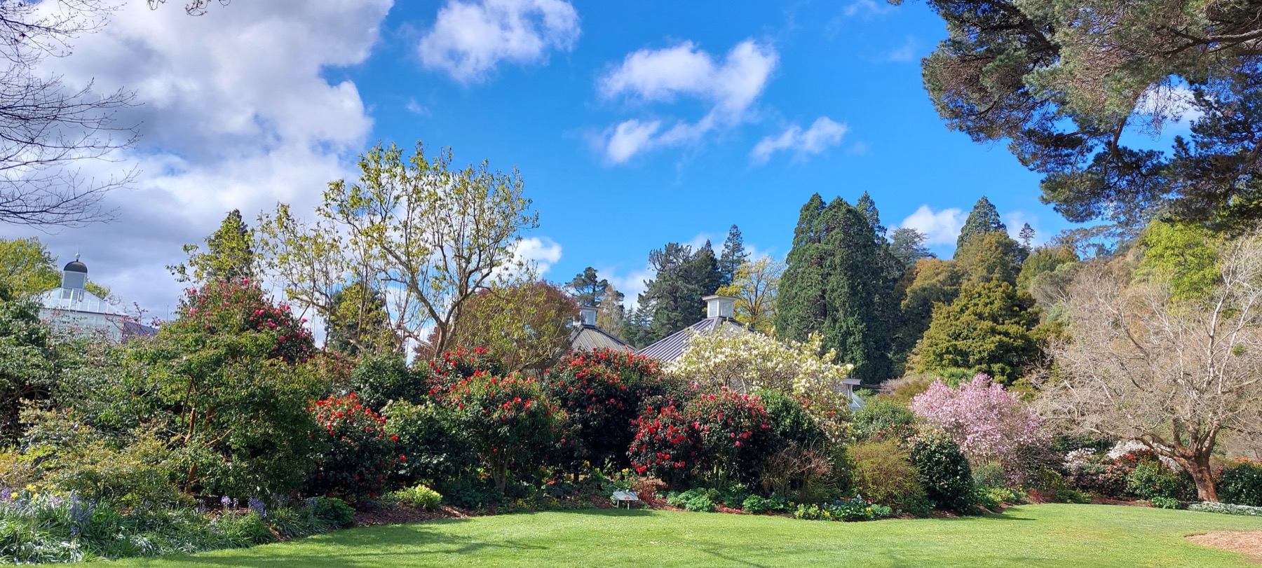 A spring garden bed of camellias and magnolias under a blue Dunedin sky