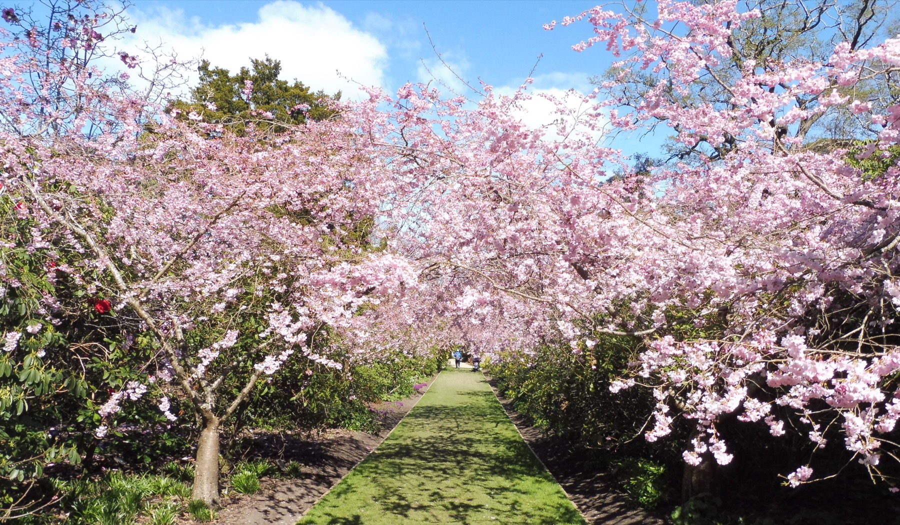 The Cherry Walk in full pink blossom at the Dunedin Botanic Garden