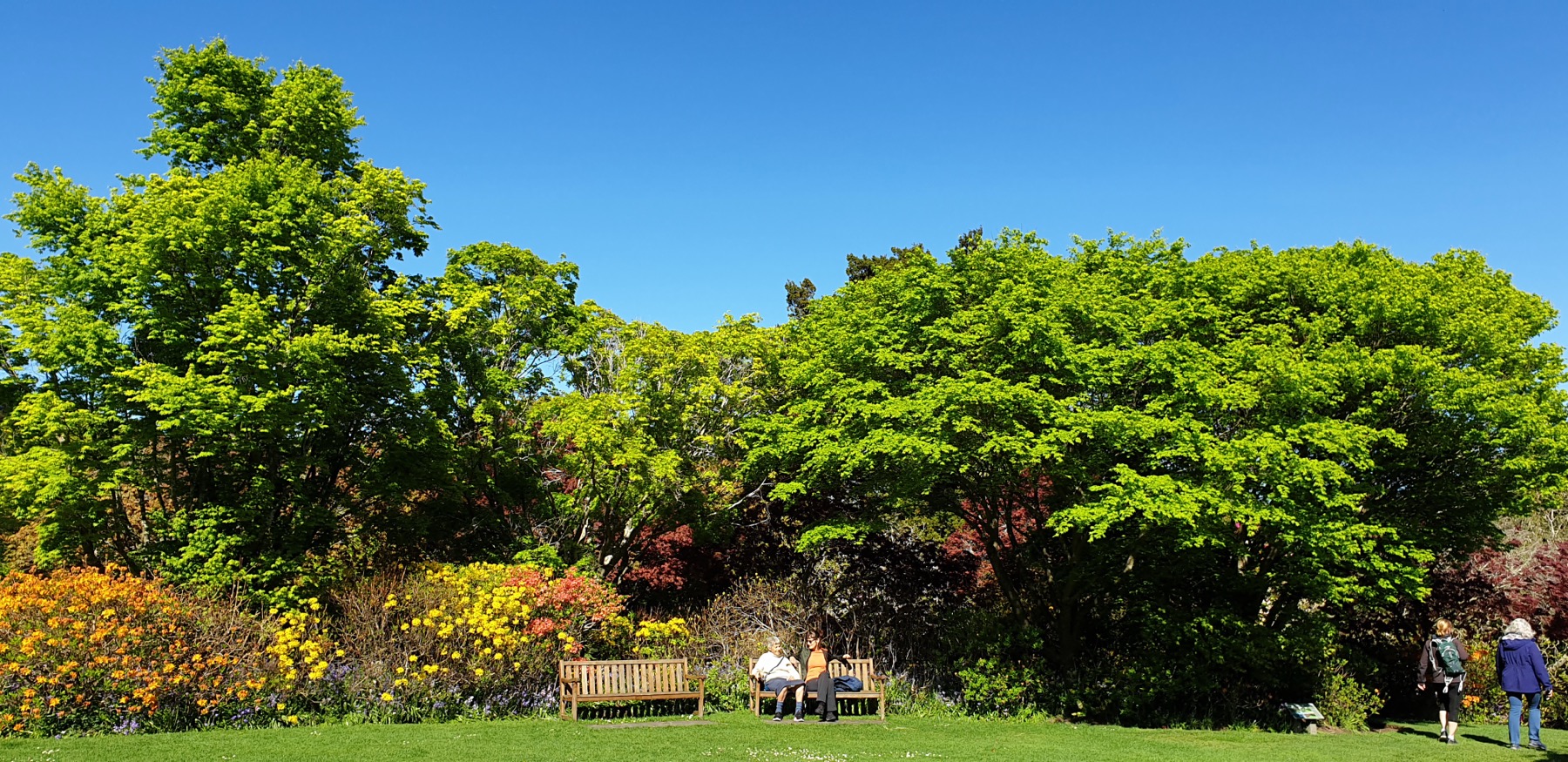 Visitors resting on a bench among the azaleas and spring borders