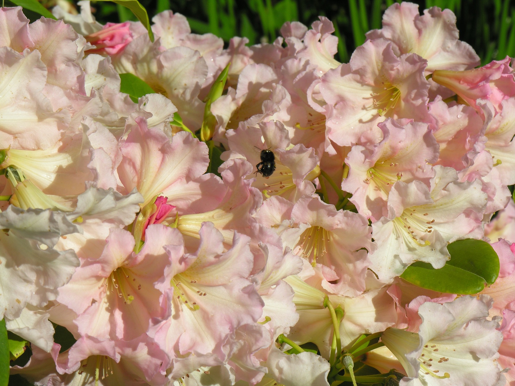 Pale pink rhododendron blooms with a bee