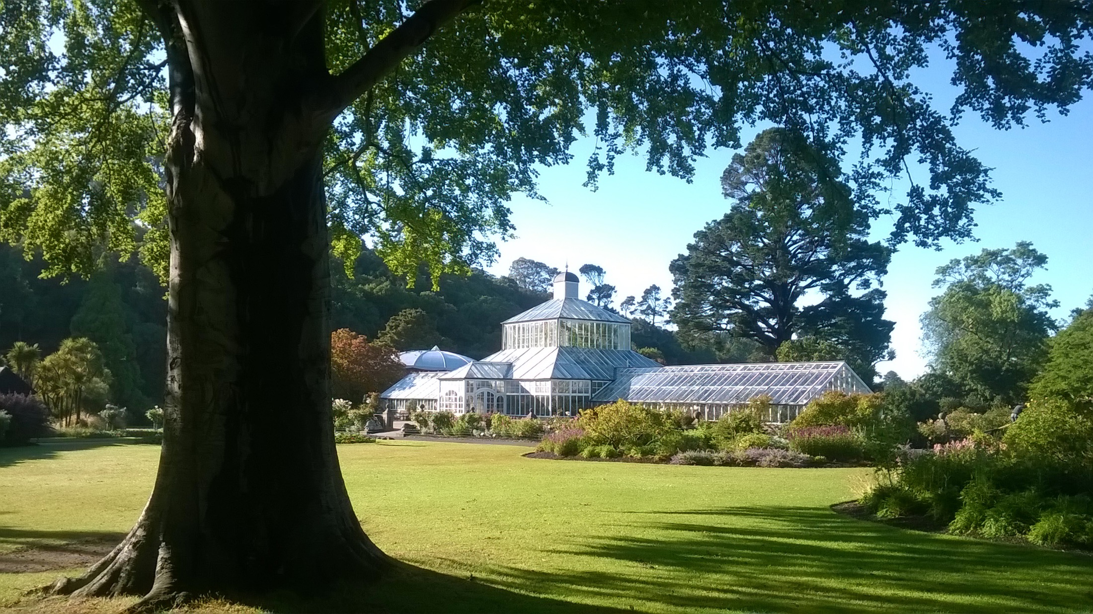 The Winter Garden glasshouse at the Dunedin Botanic Garden, framed by a great tree and spring lawns