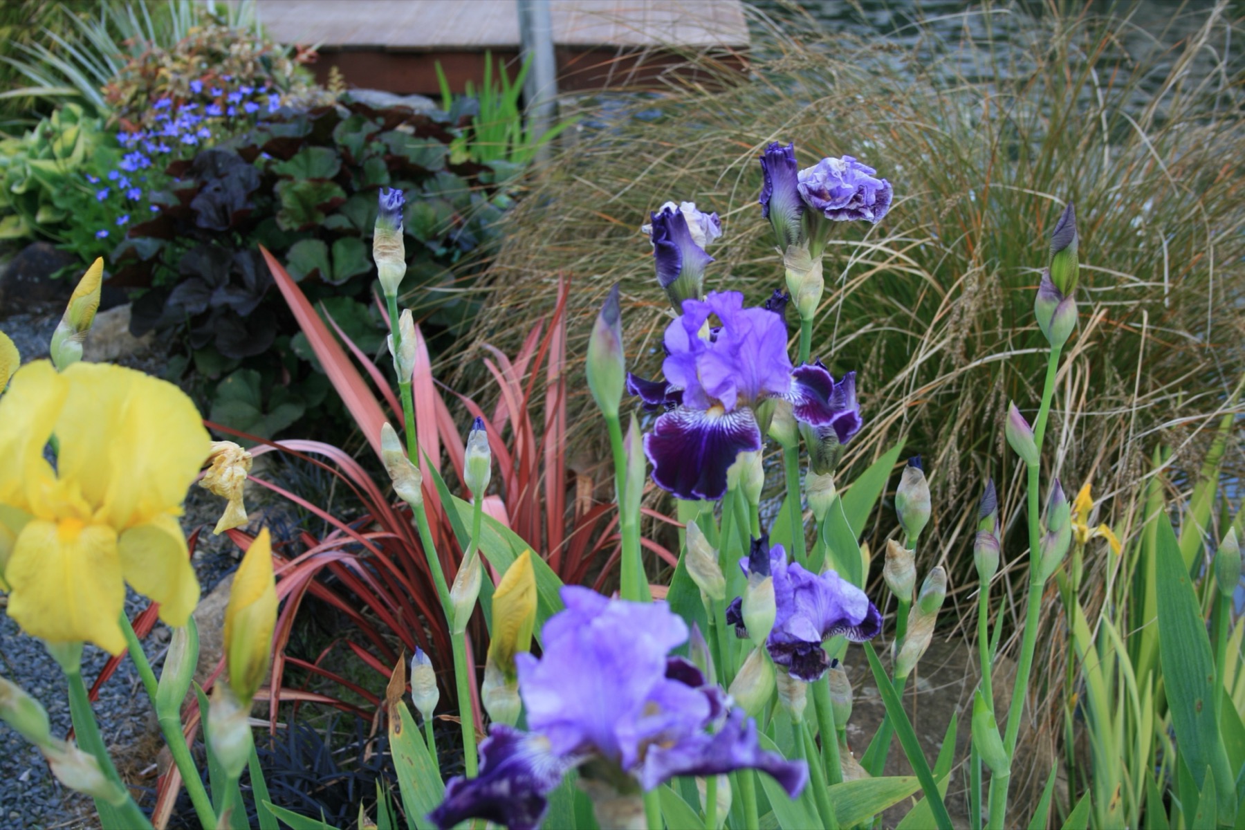 Bearded irises in bloom