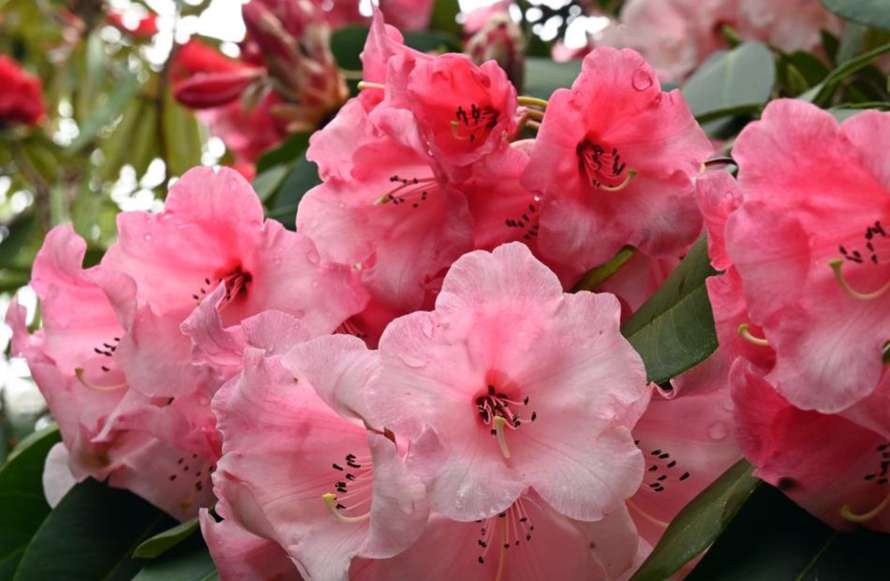 A flush of pink rhododendron blooms — a signature of Dunedin's gardens